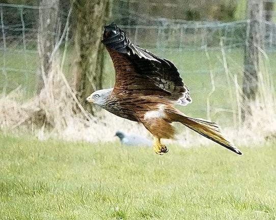 red kites feeding